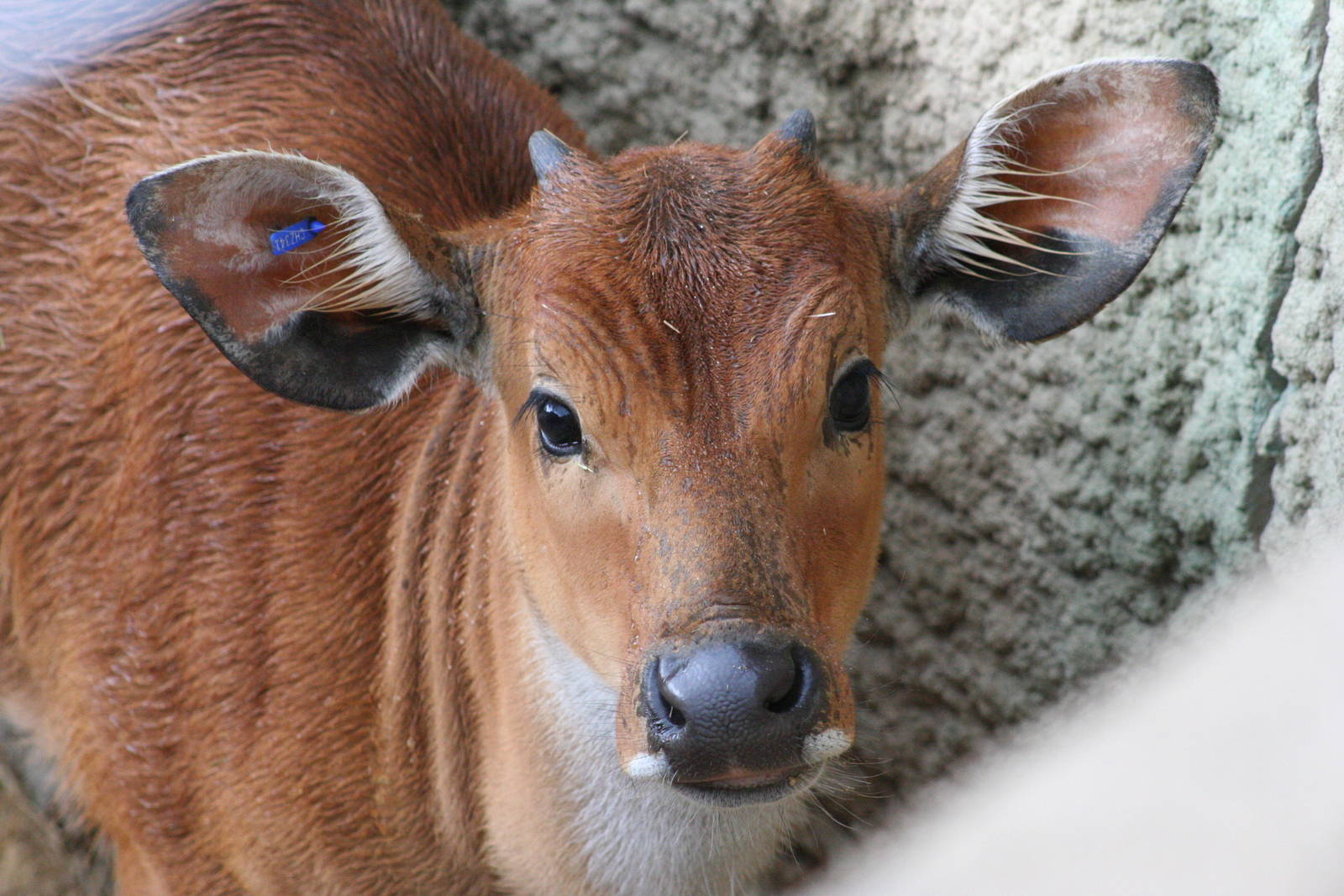Banteng calf @ Chester; 15.09.2015