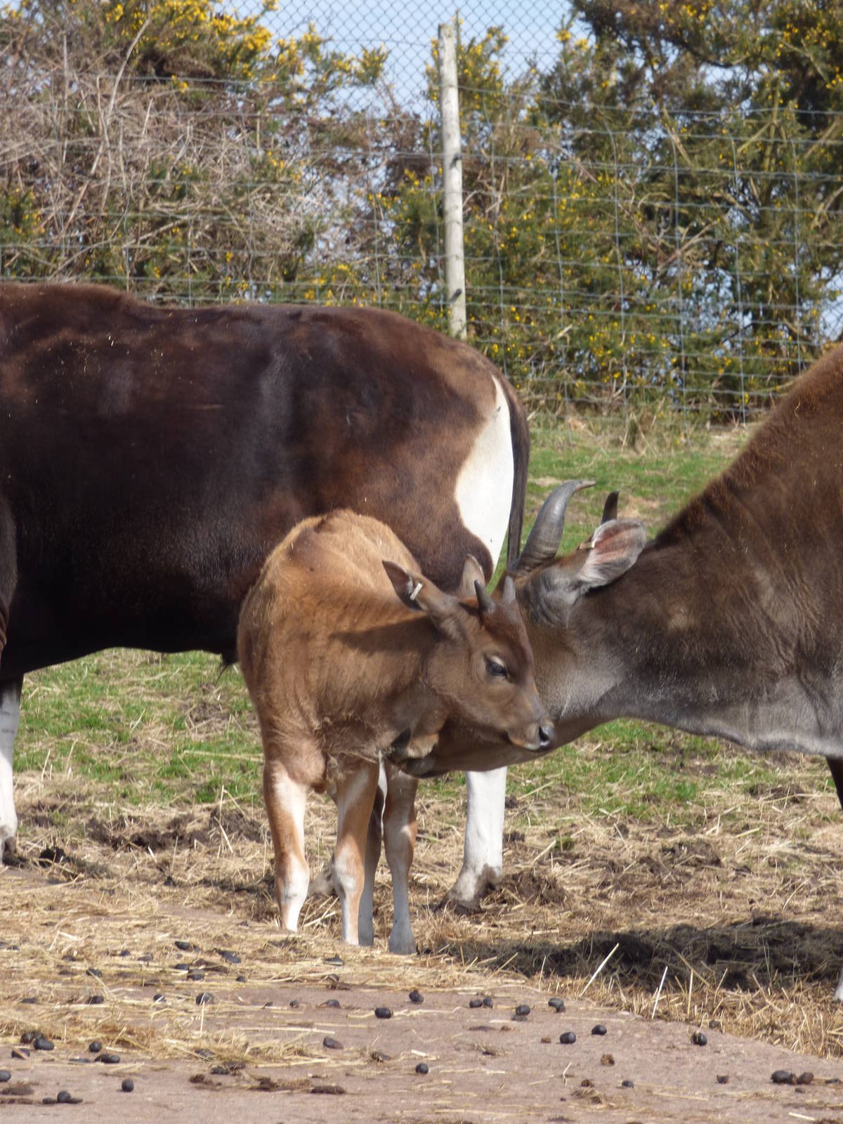 Banteng Calf