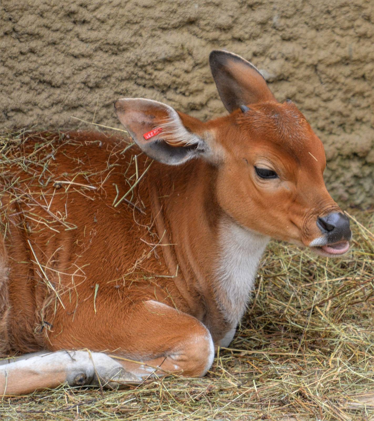 banteng calf