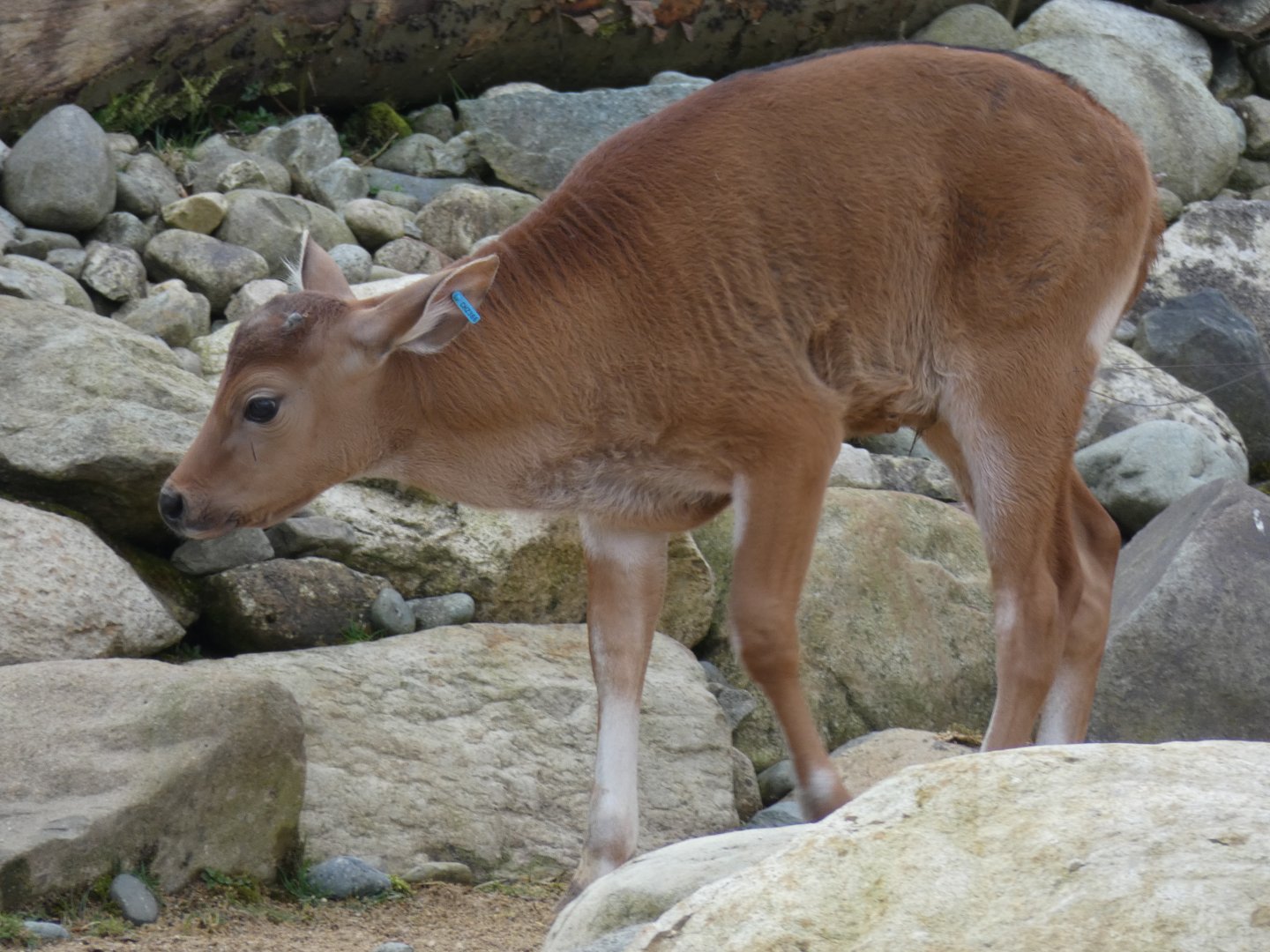 Banteng Calf