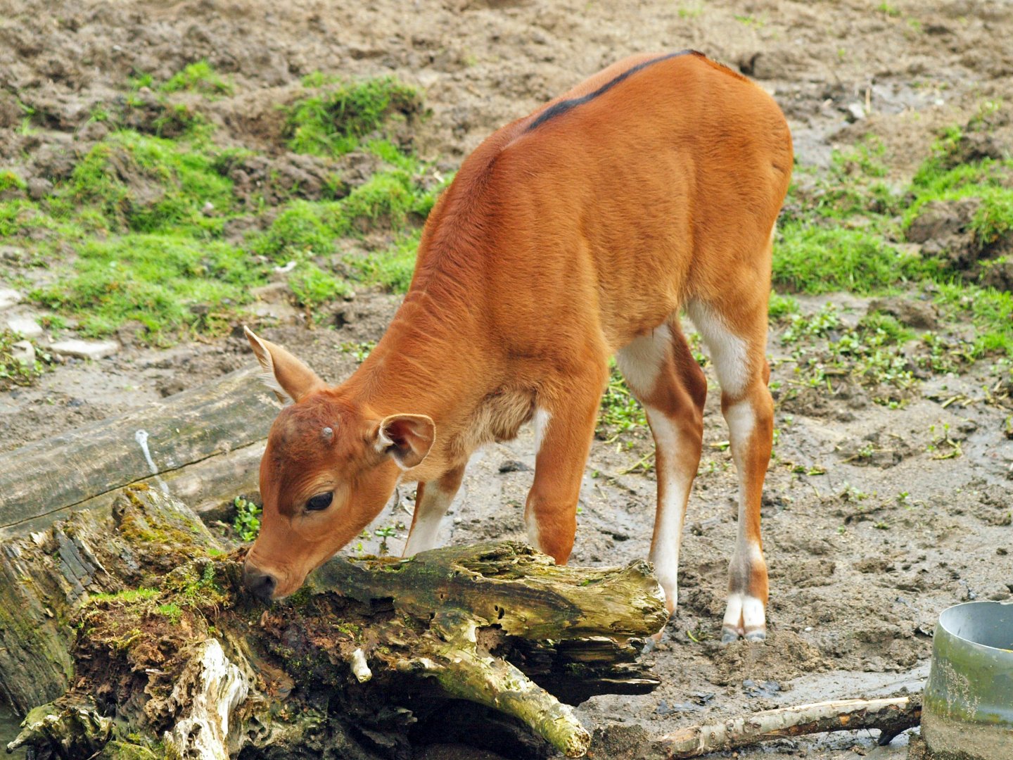 Banteng calf