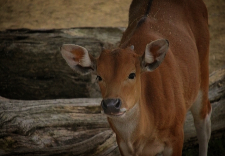 Banteng Calf