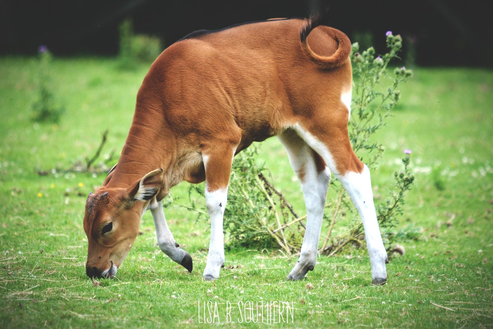 Banteng calf