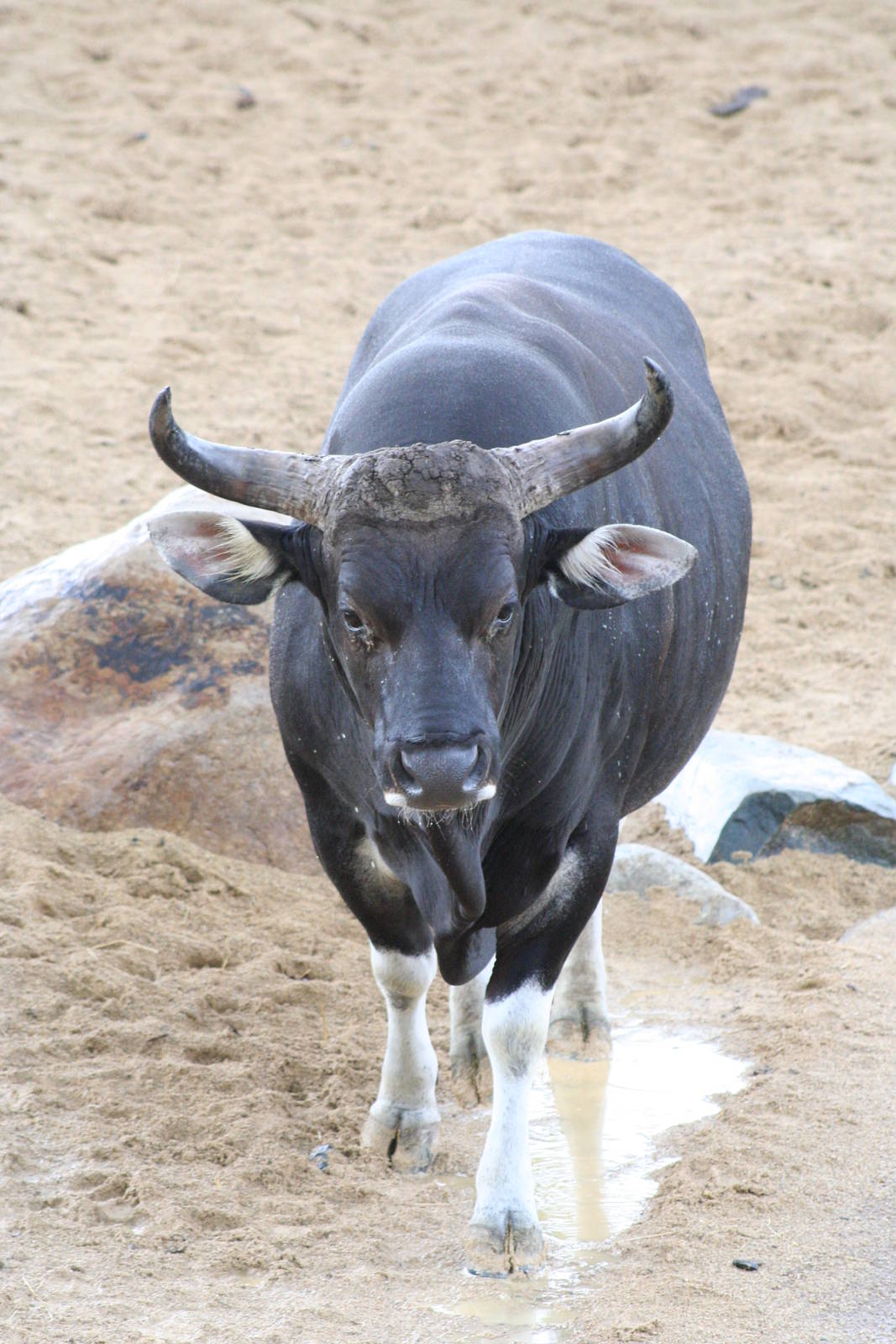 Banteng @ Chester; 15.09.2015