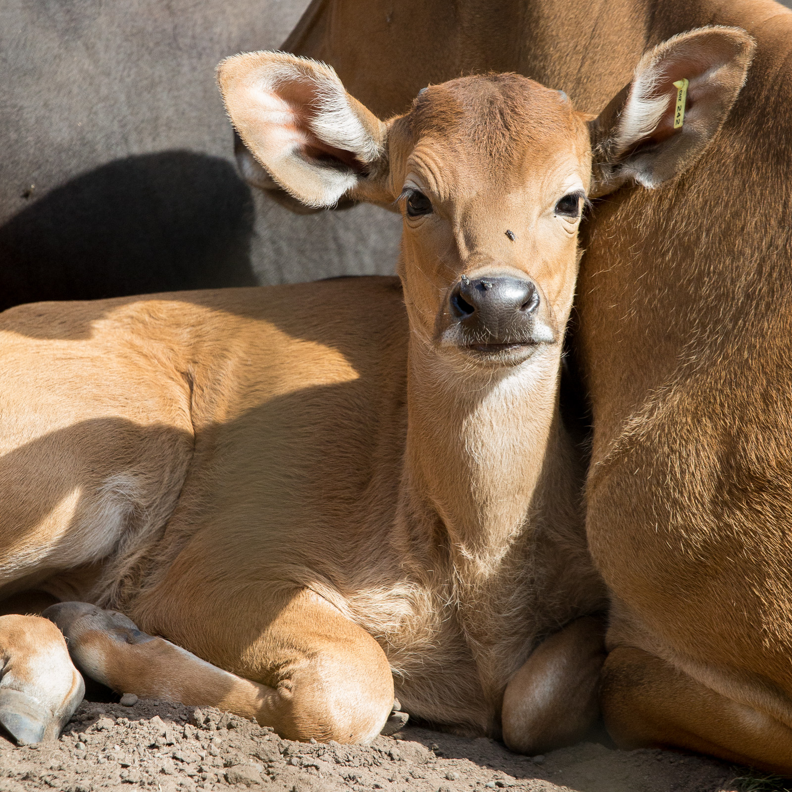 Banteng : Chester : 16 Jun 2014