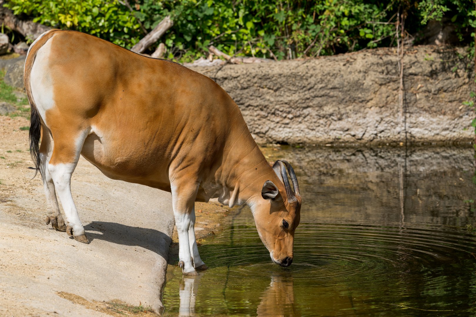 Banteng, Chester, UK