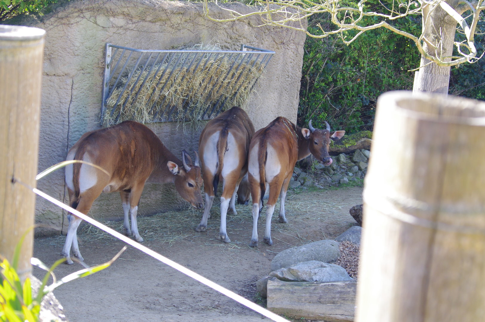 Banteng- Chester Zoo 4/4/2023