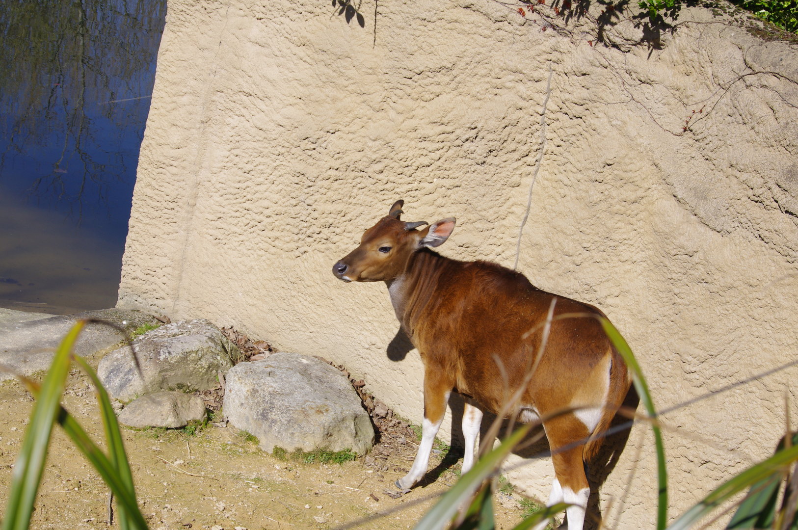 Banteng- Chester Zoo 4/4/2023
