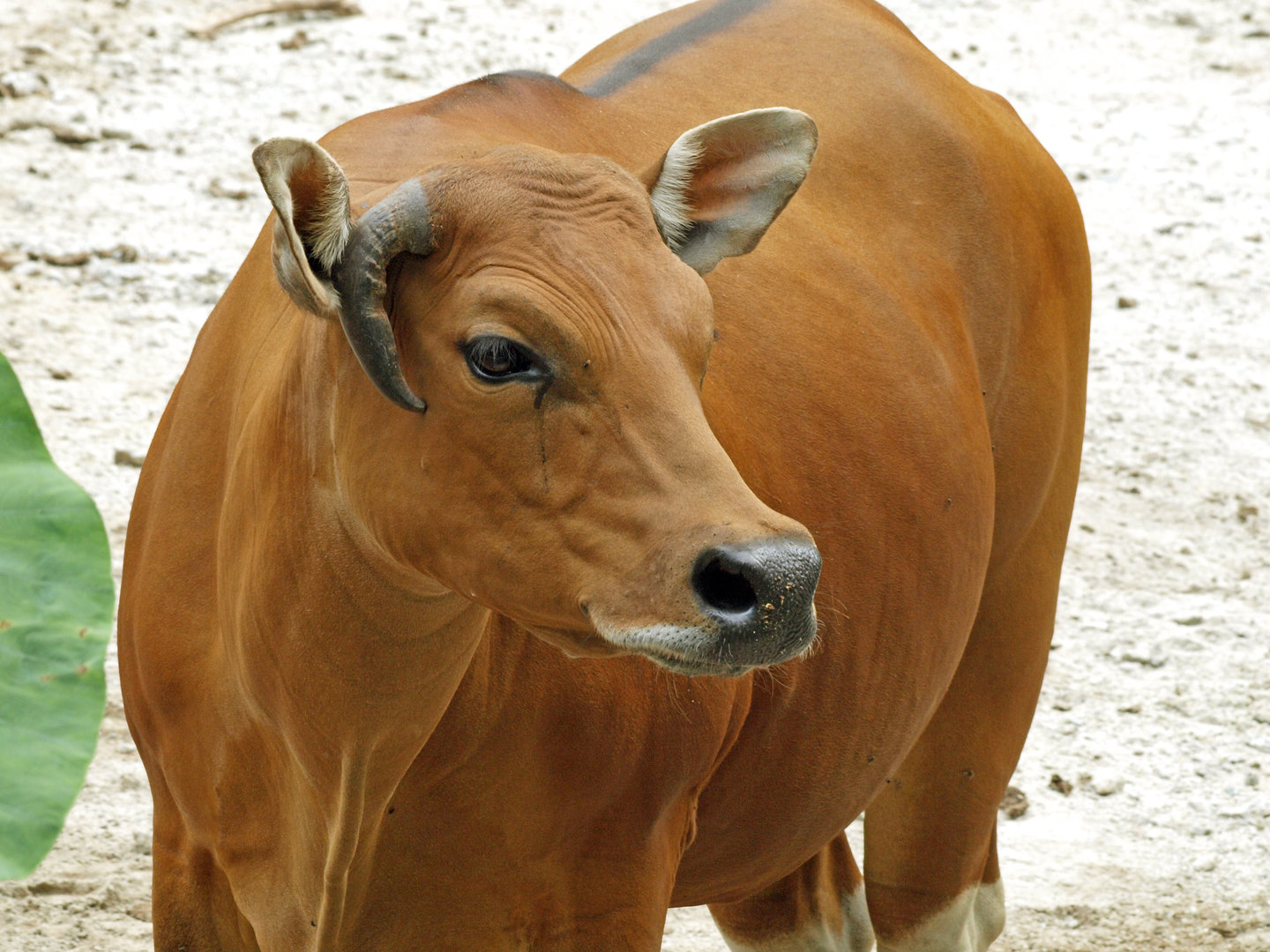 Banteng cow