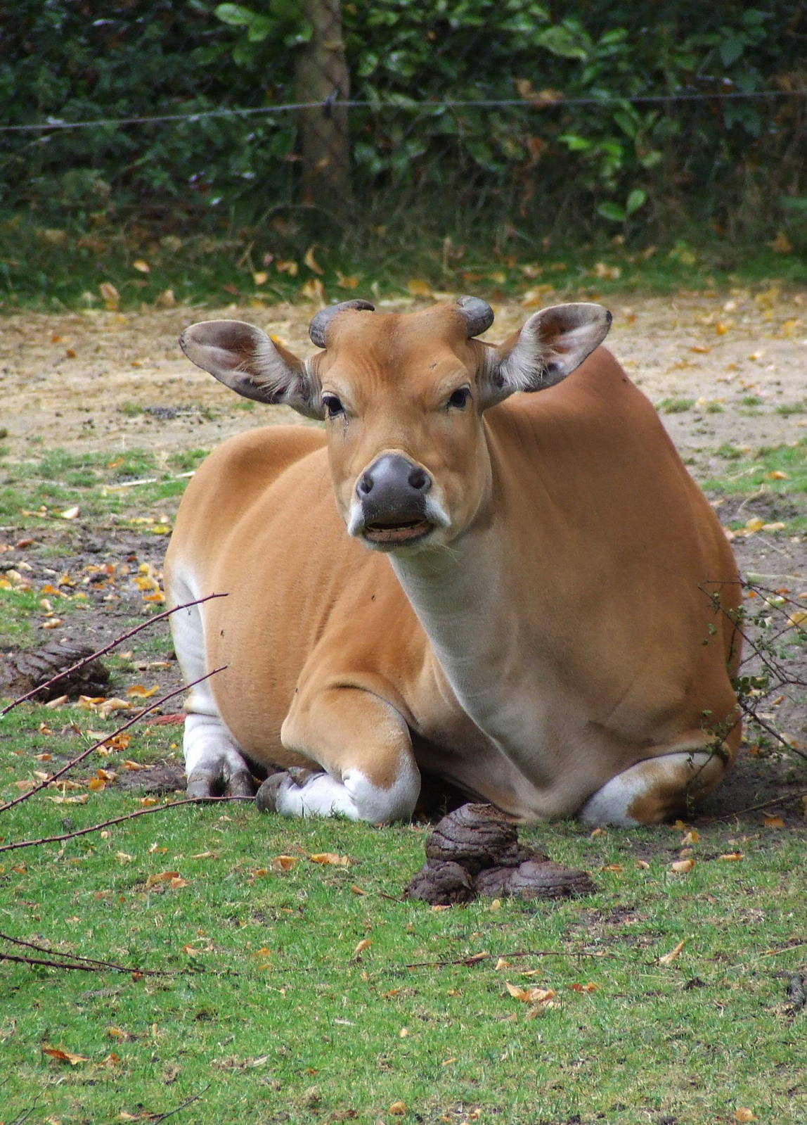 Banteng cow