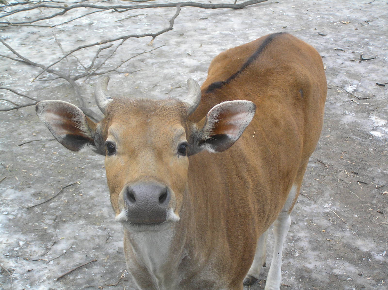 Banteng - Dresden zoo 2006