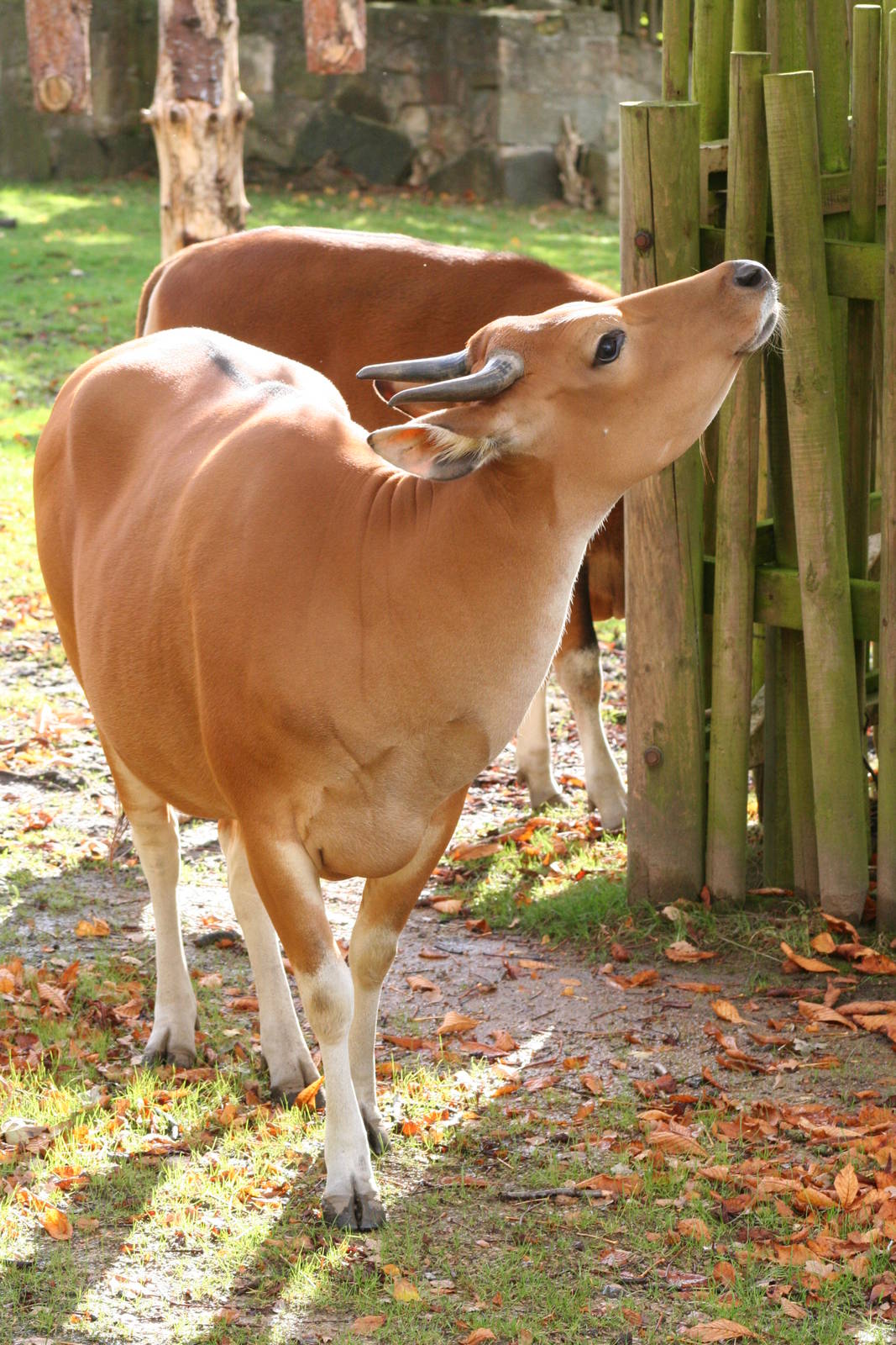 Banteng @ Edinburgh; 19.10.2014