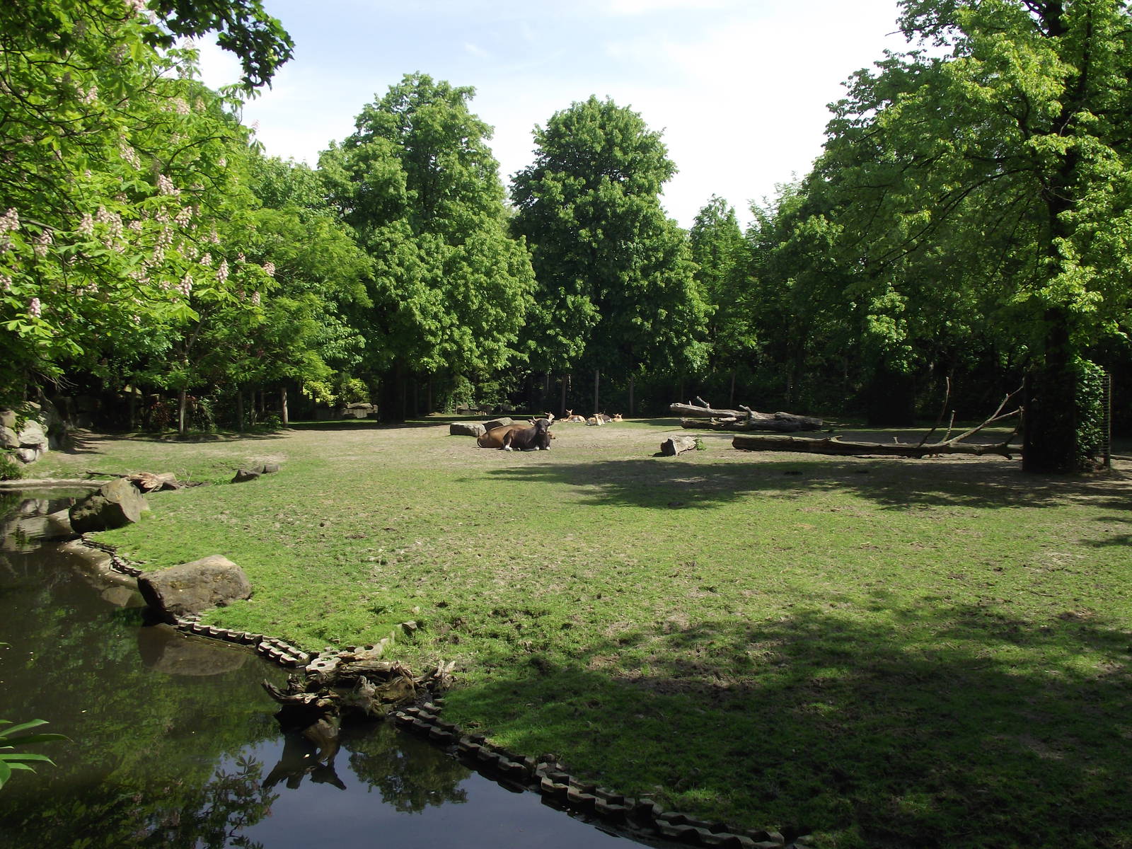 banteng enclosure 070511