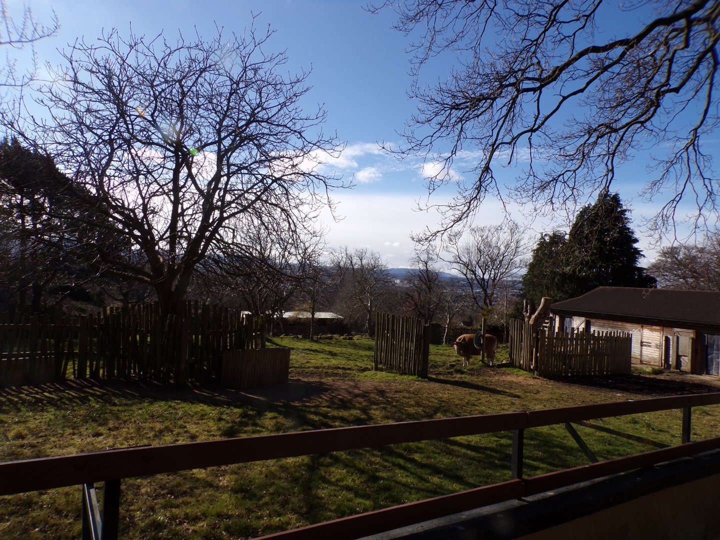 Banteng enclosure  11.3.23
