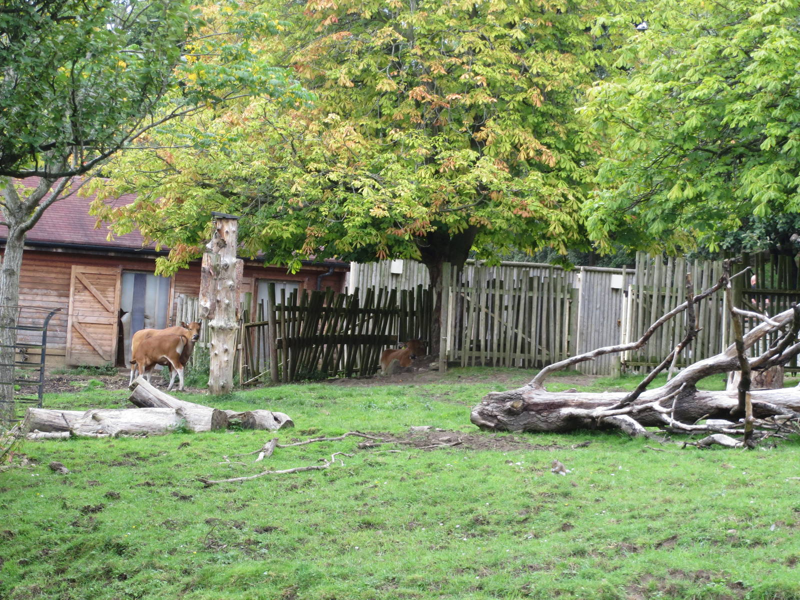 Banteng enclosure 240815