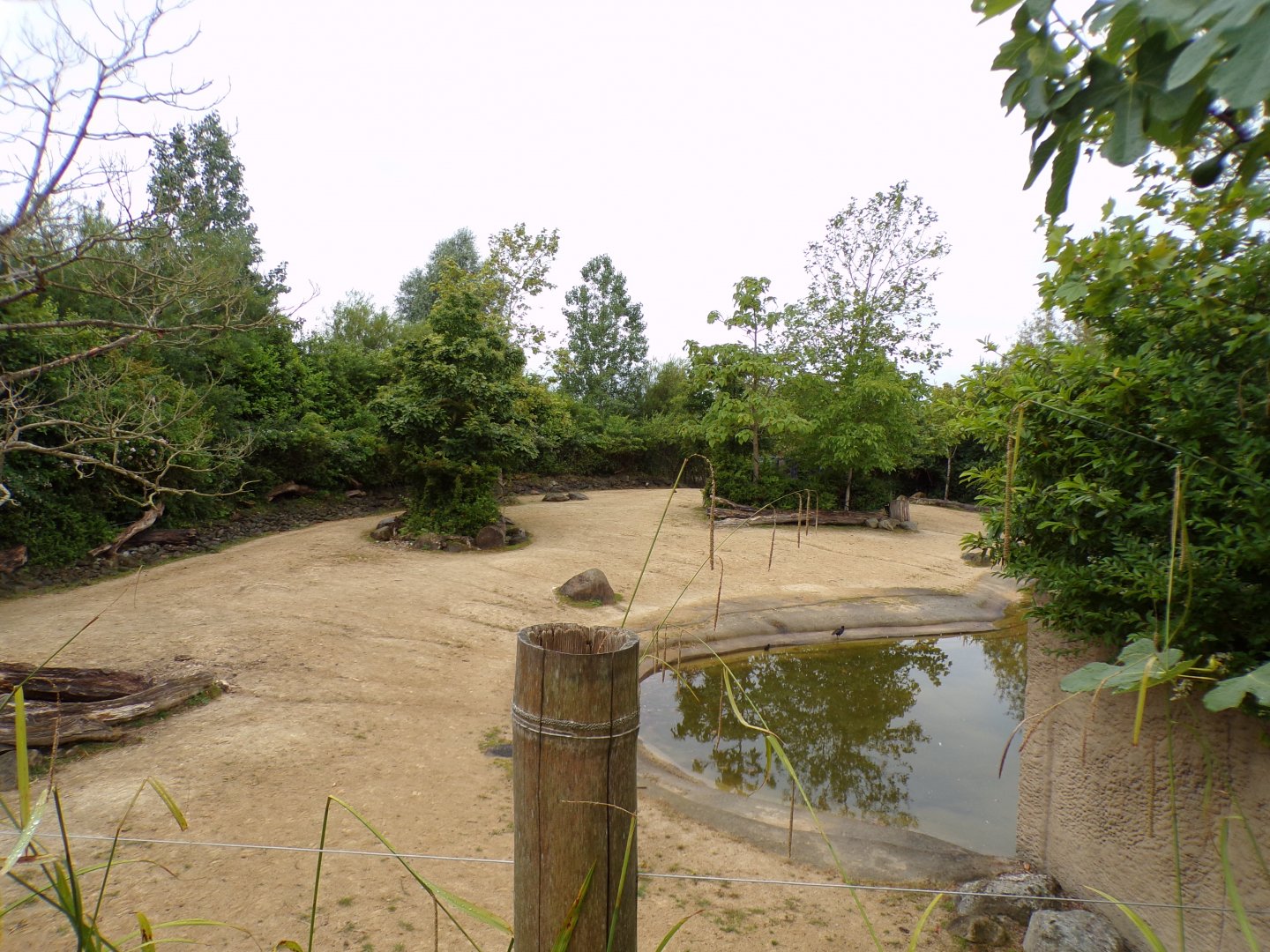 Banteng enclosure 29.6.24