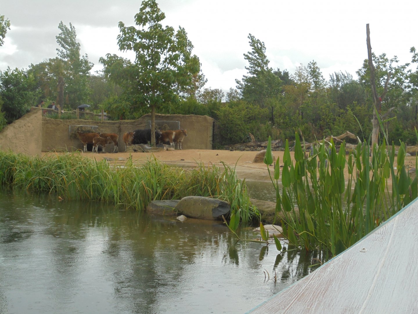 Banteng enclosure from boat