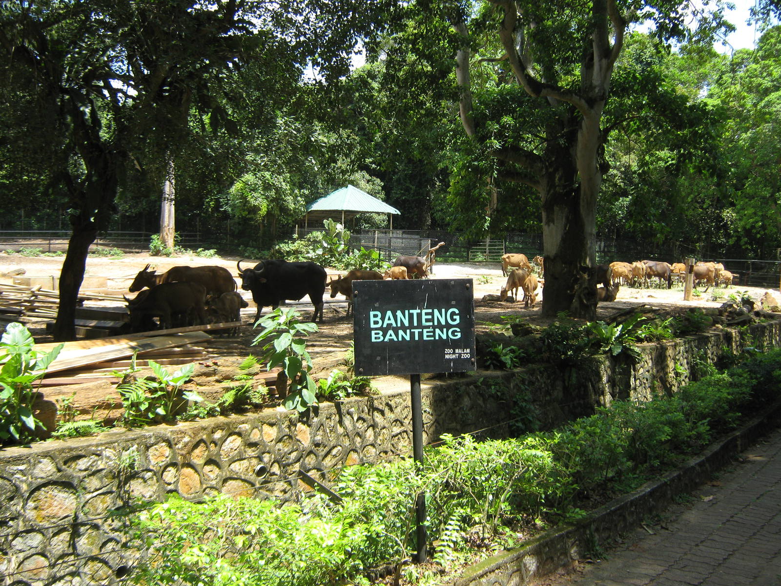 banteng enclosure