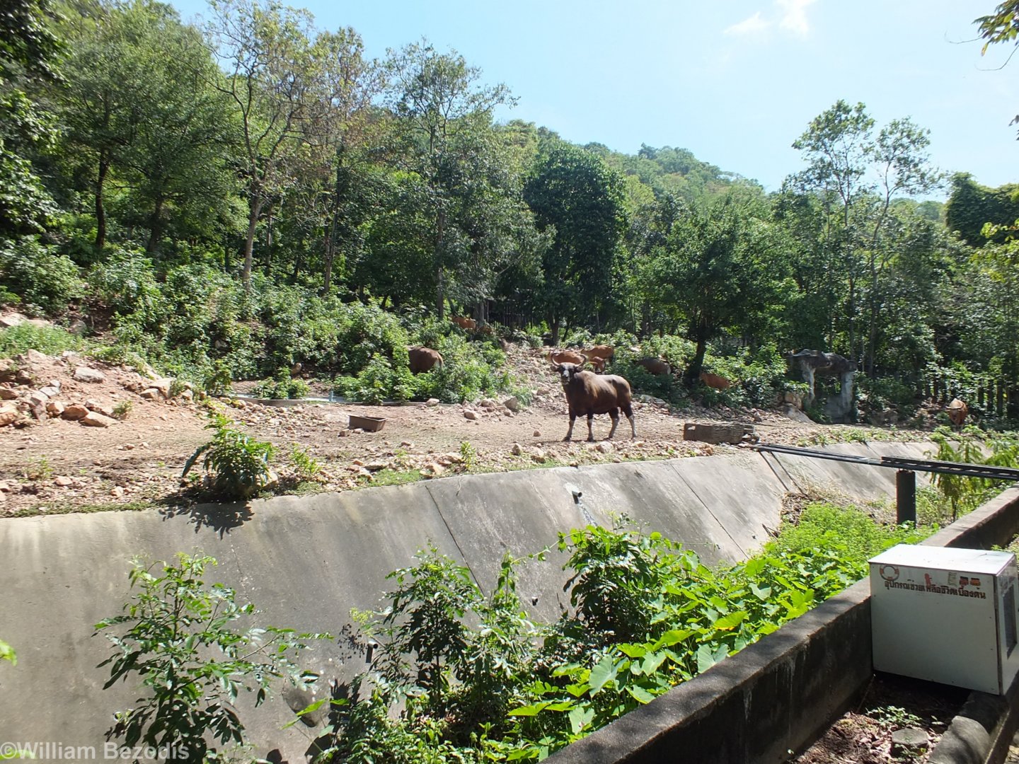 Banteng Enclosure