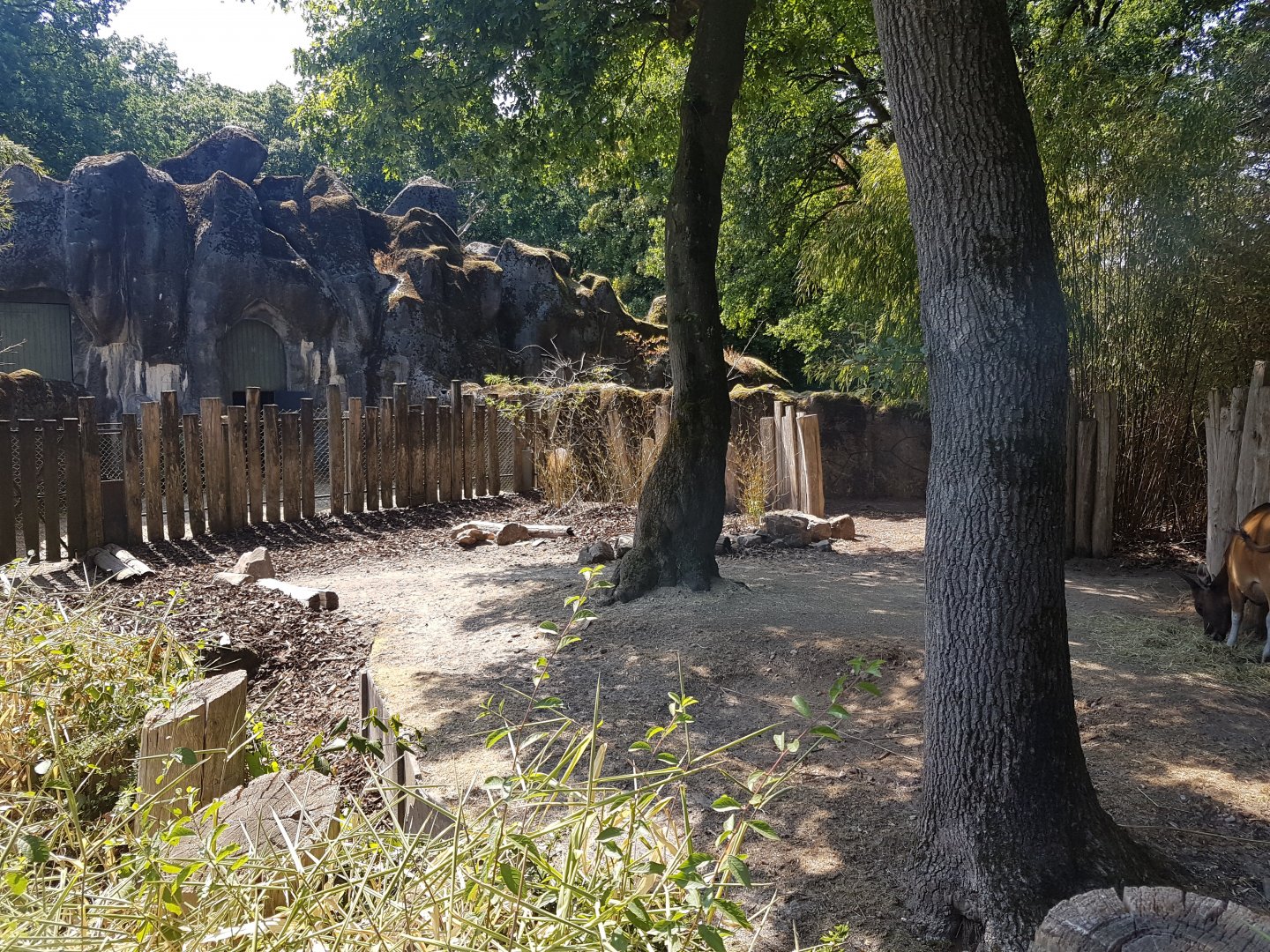 Banteng-enclosure