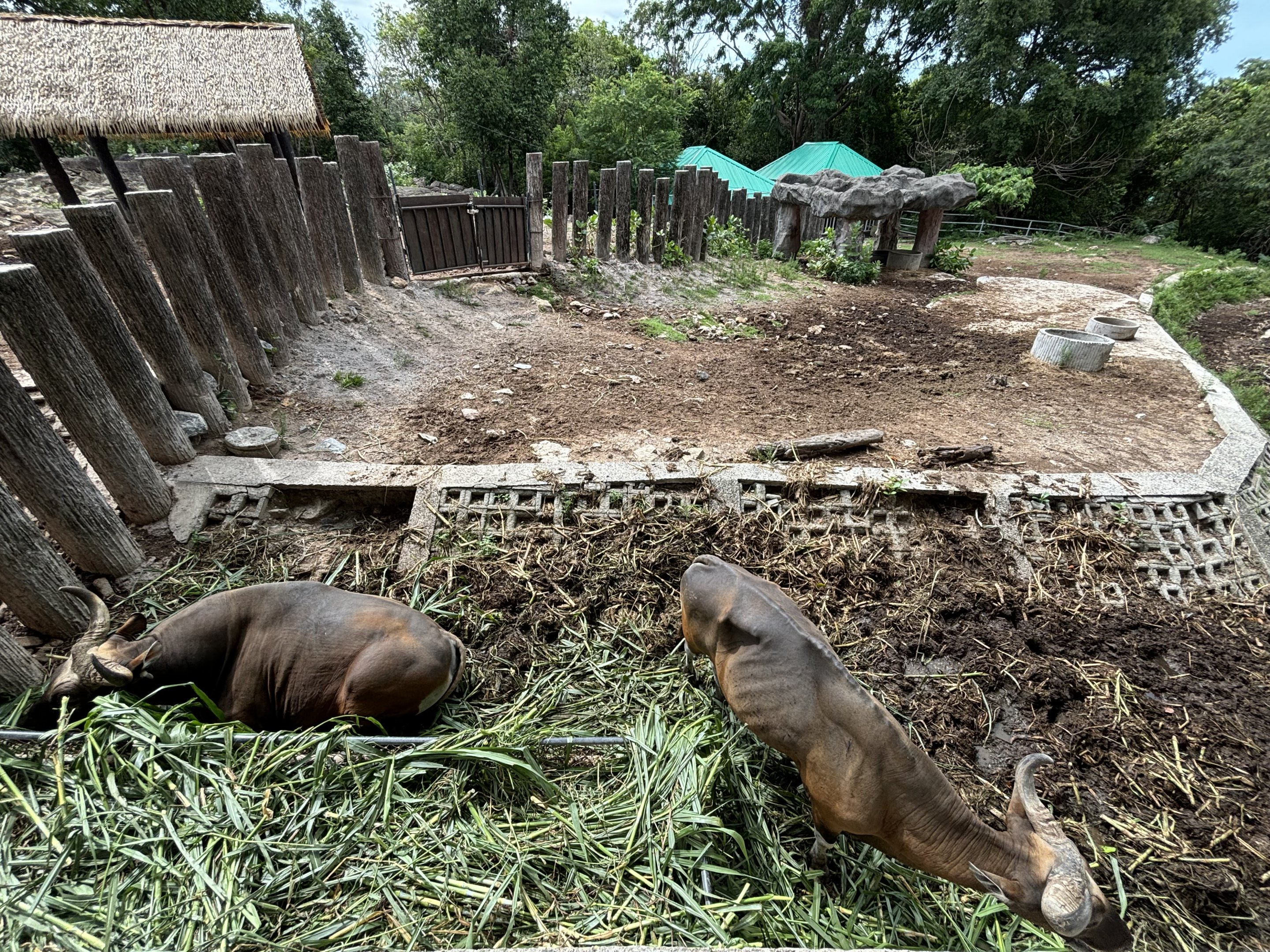 Banteng Exhibit #2 - males