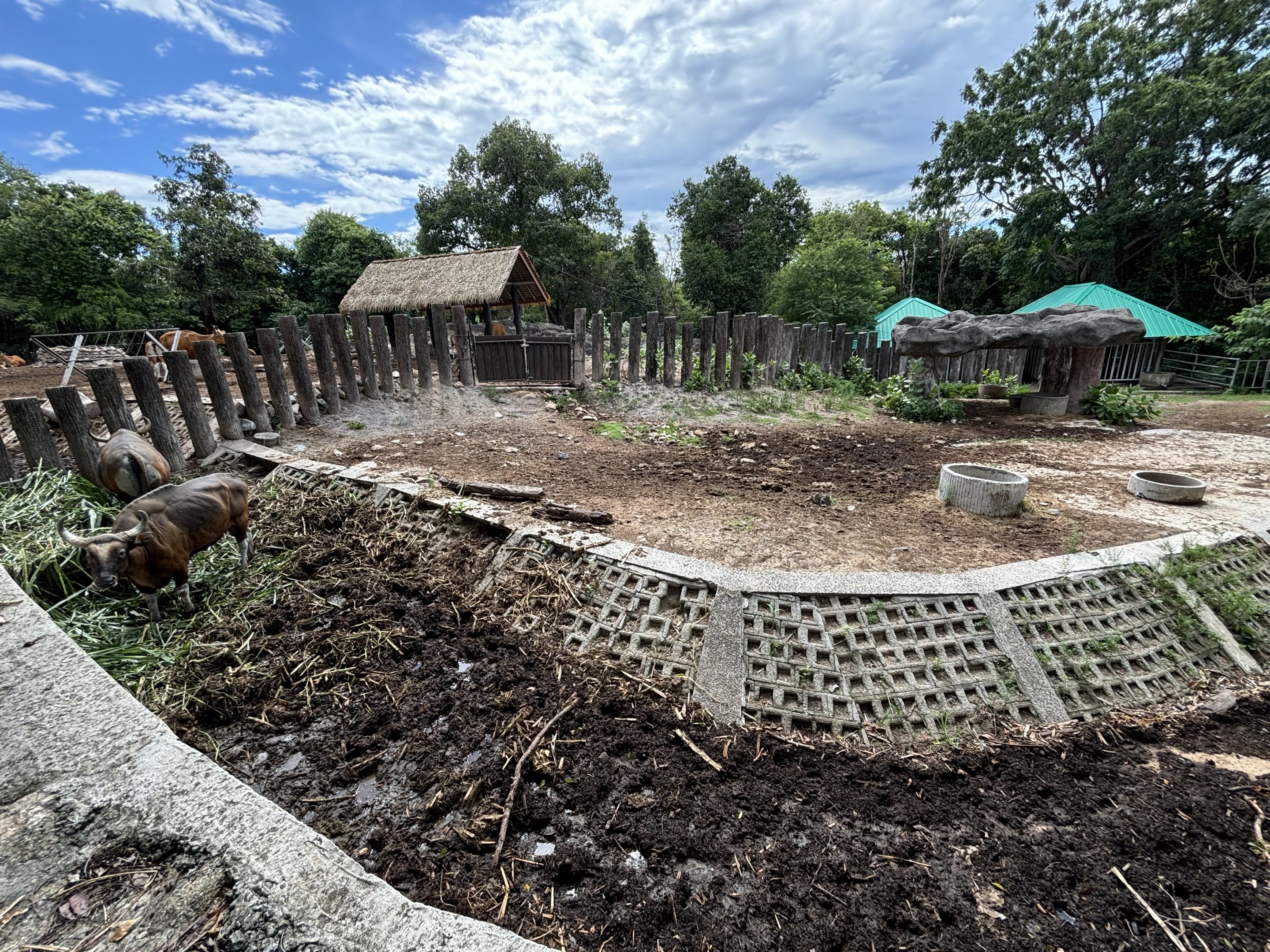 Banteng Exhibit #2 - males
