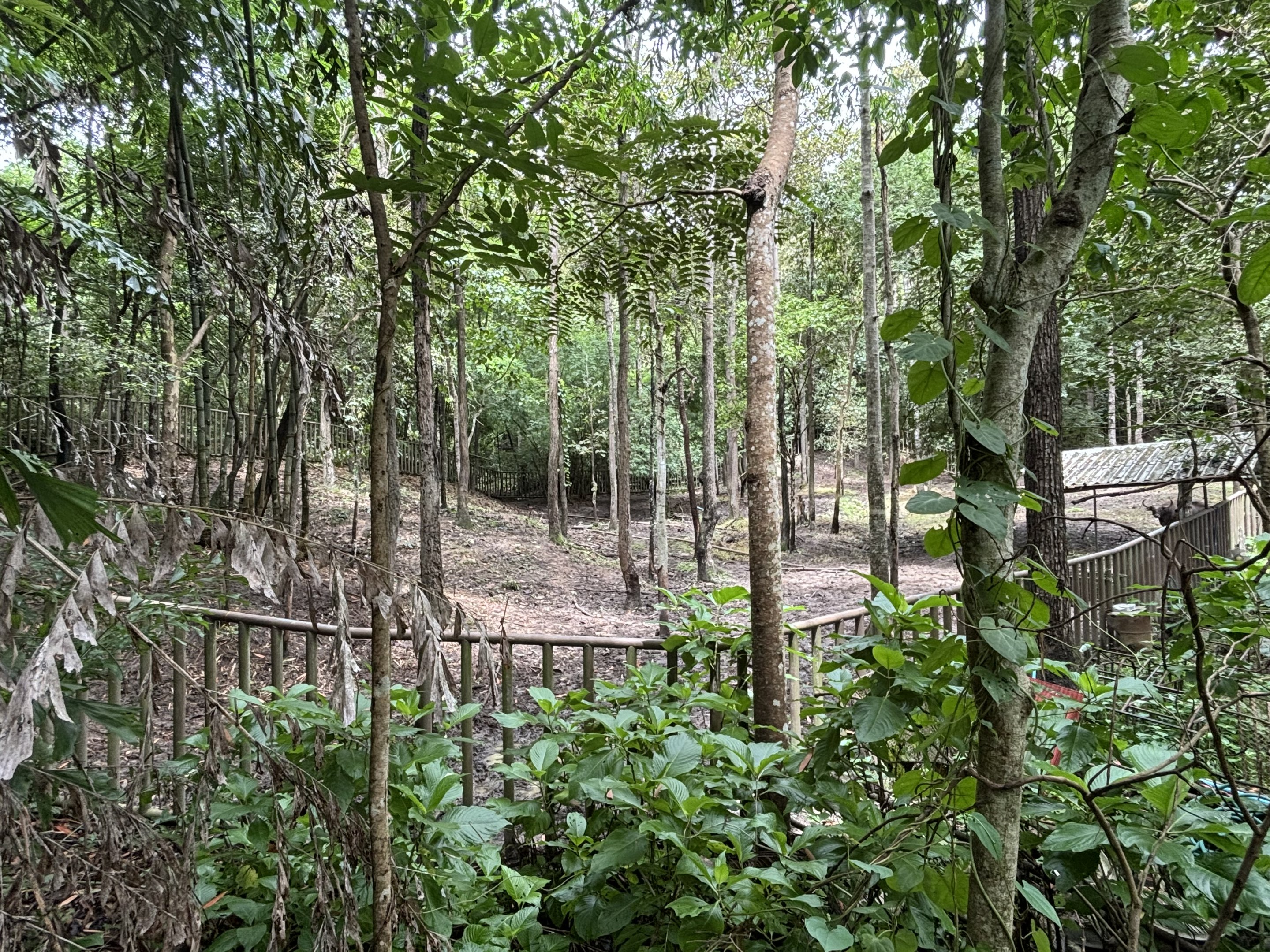 Banteng Exhibit (semi off-show)