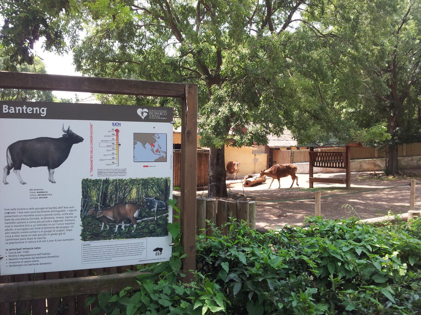 Banteng Exhibit & Signage