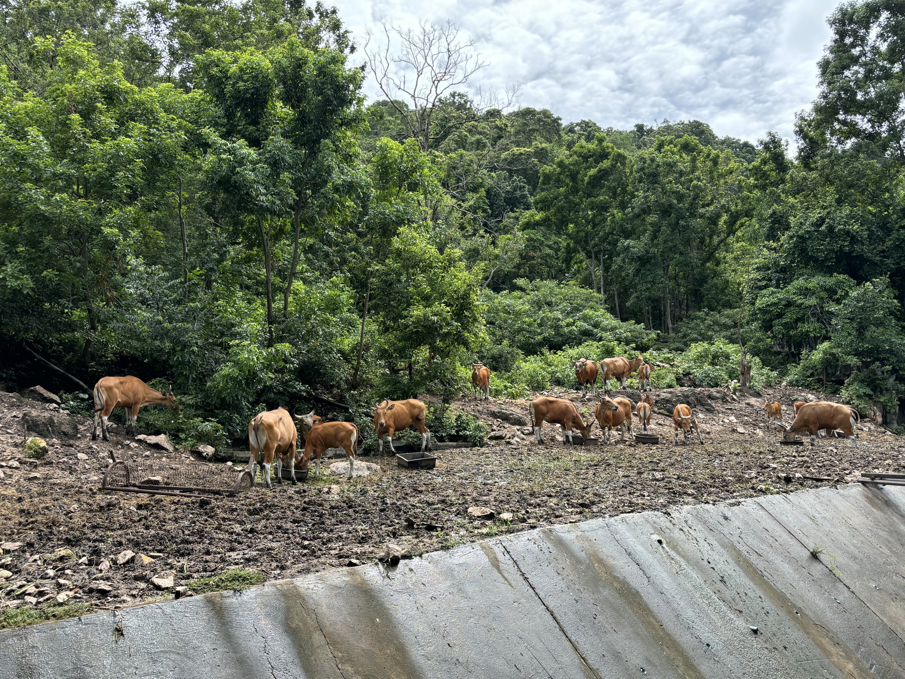 Banteng Exhibit - wow!