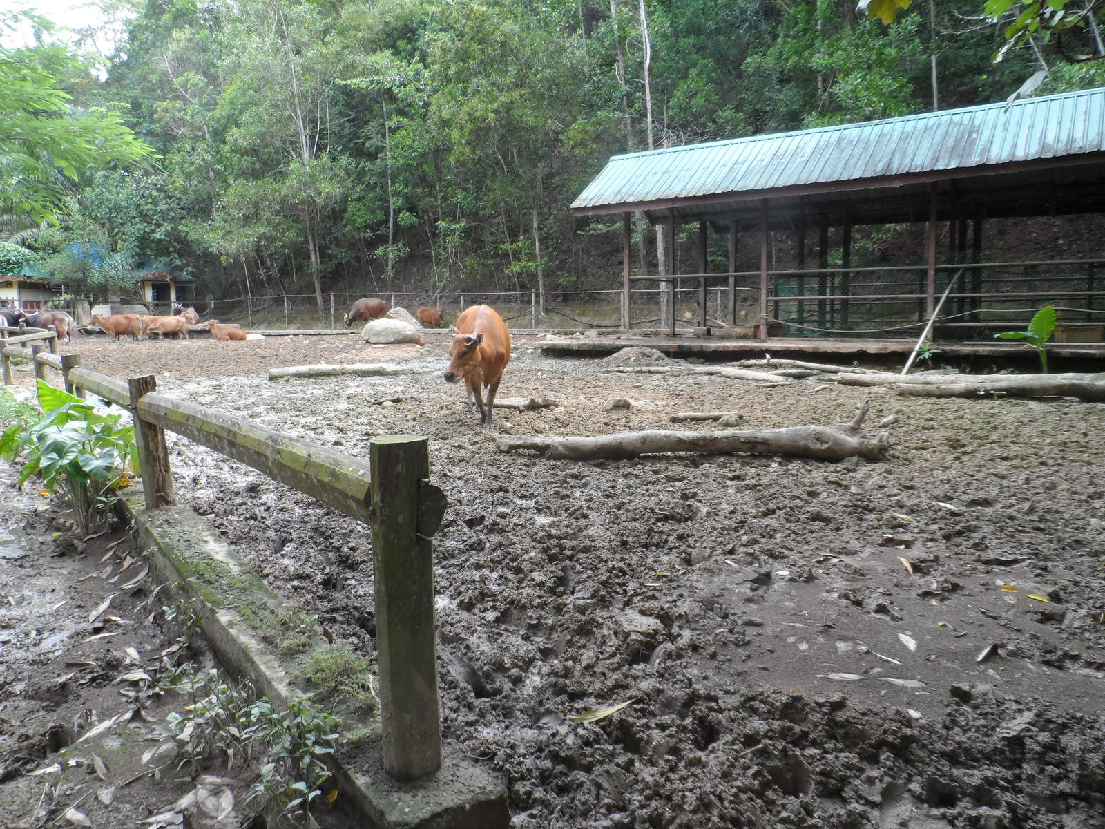 Banteng Exhibit