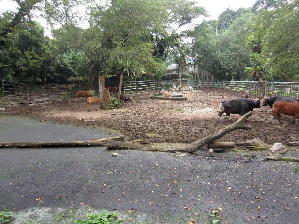 Banteng Exhibit