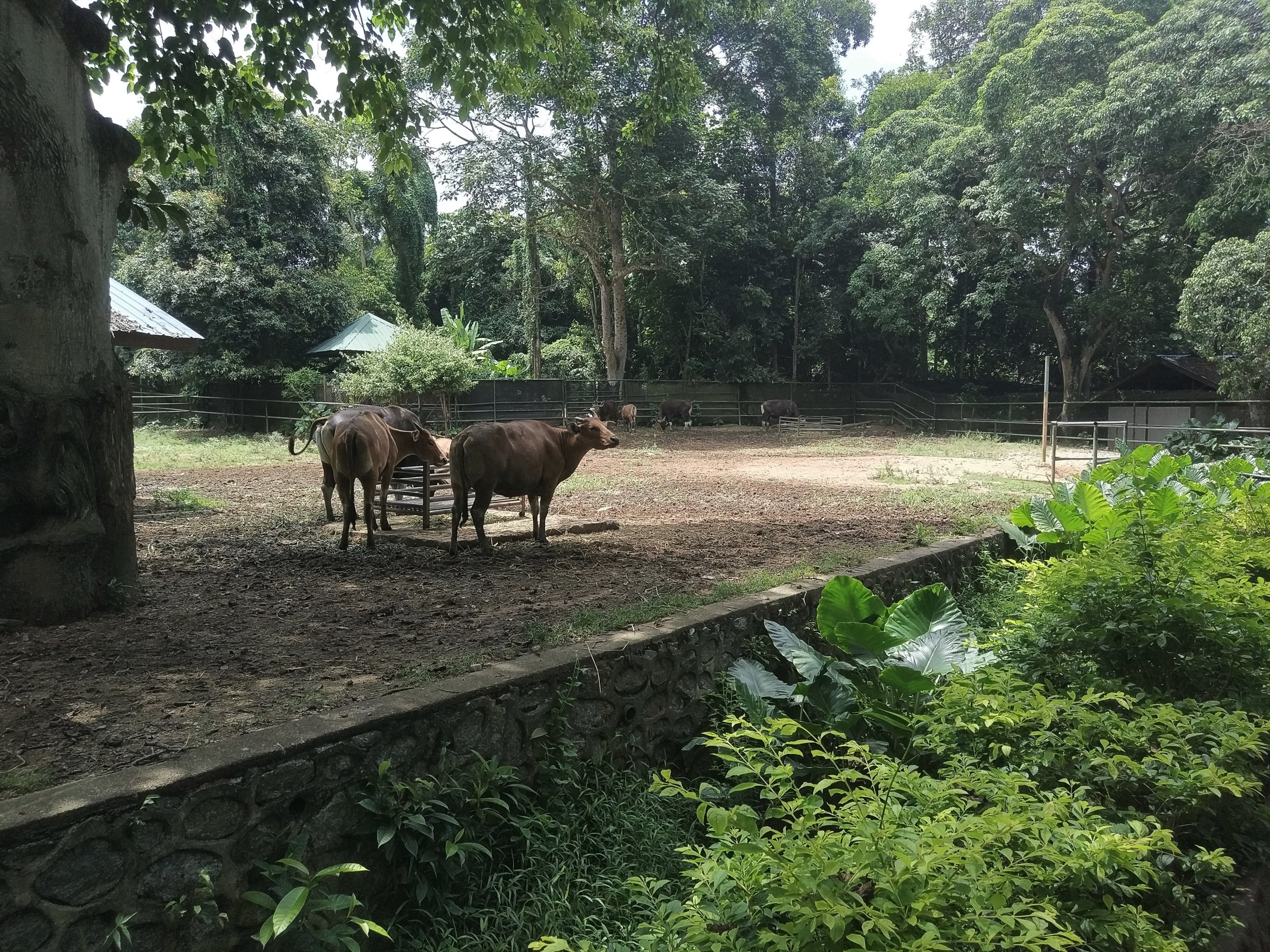 Banteng Exhibit