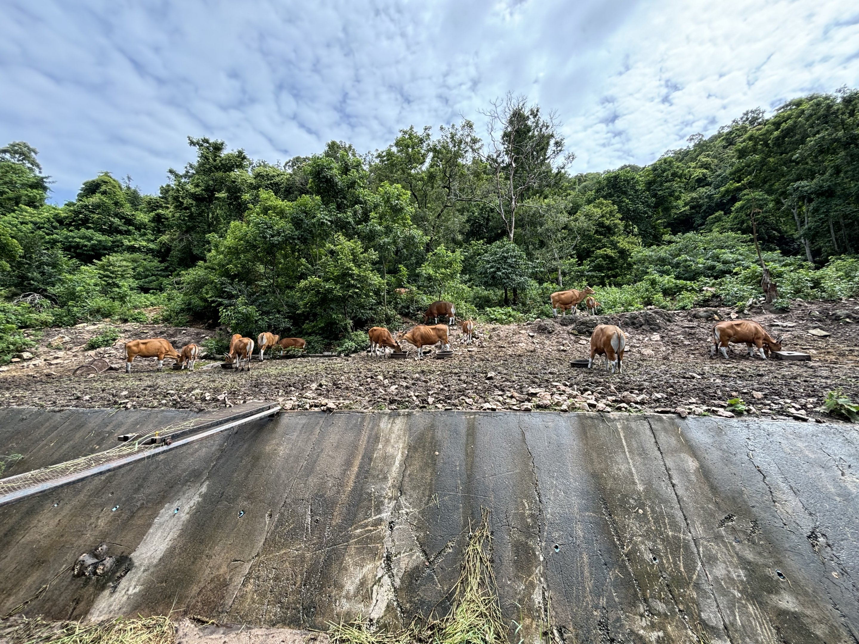 Banteng Exhibit