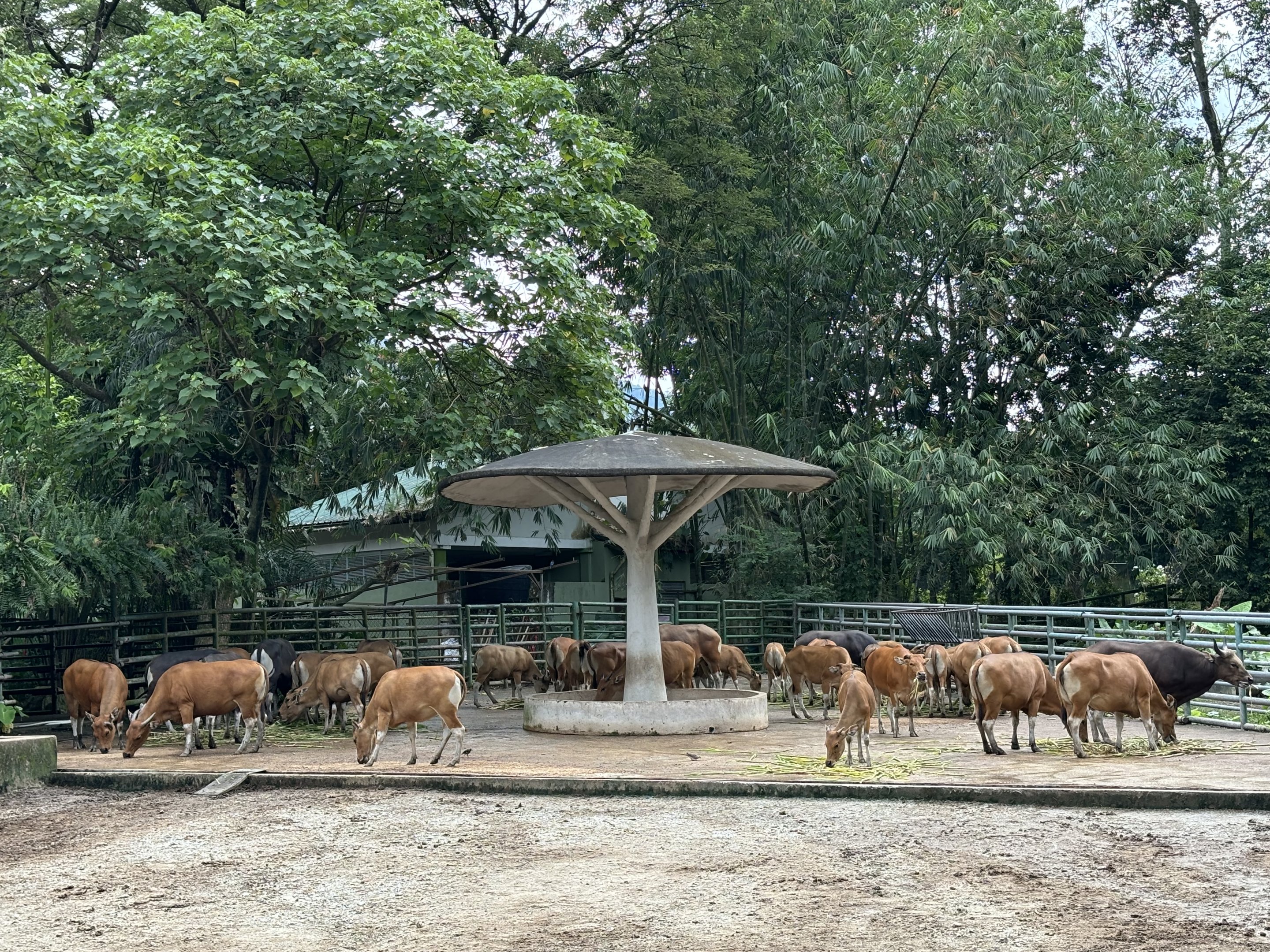 Banteng Exhibit
