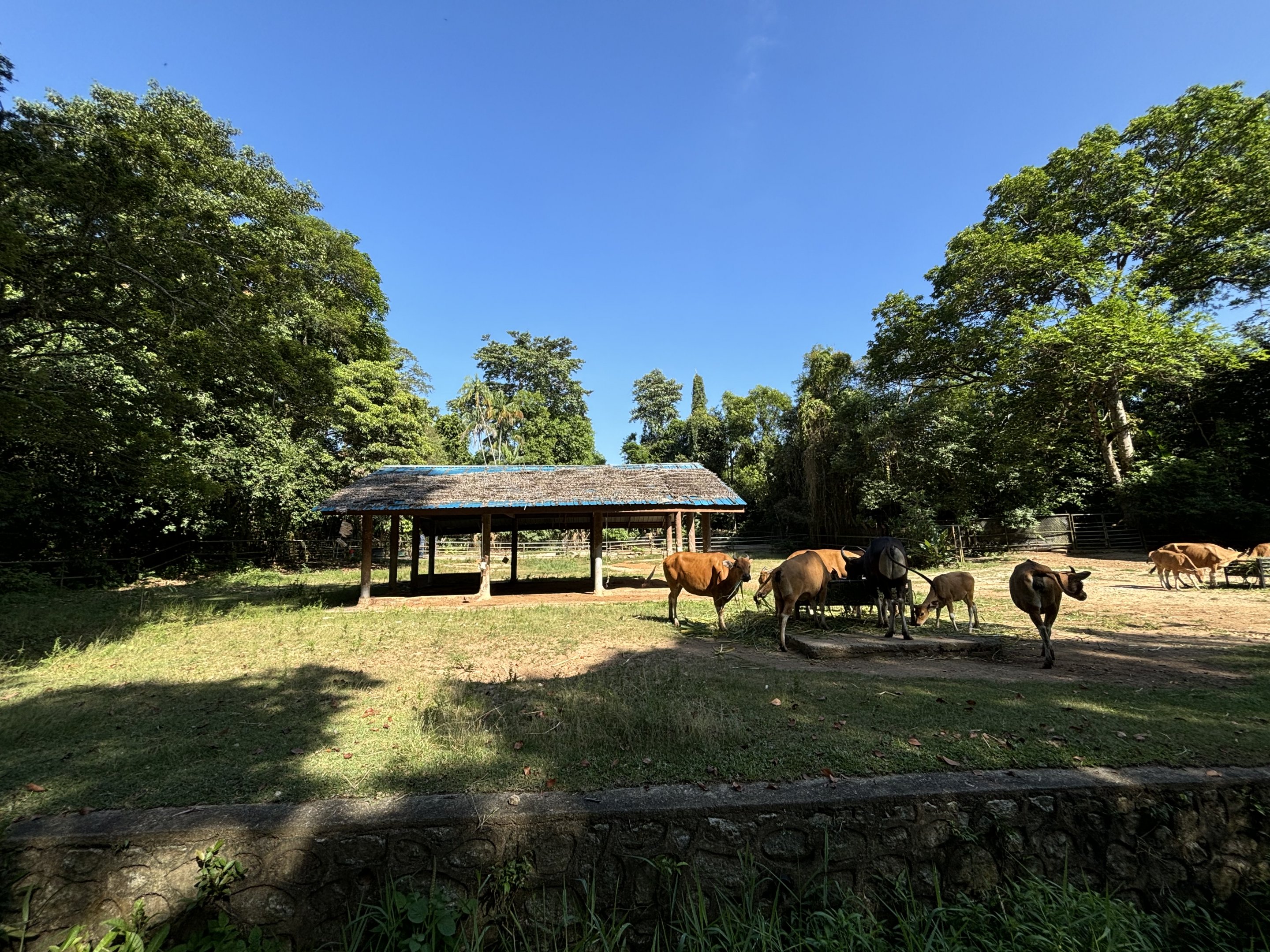 Banteng Exhibit