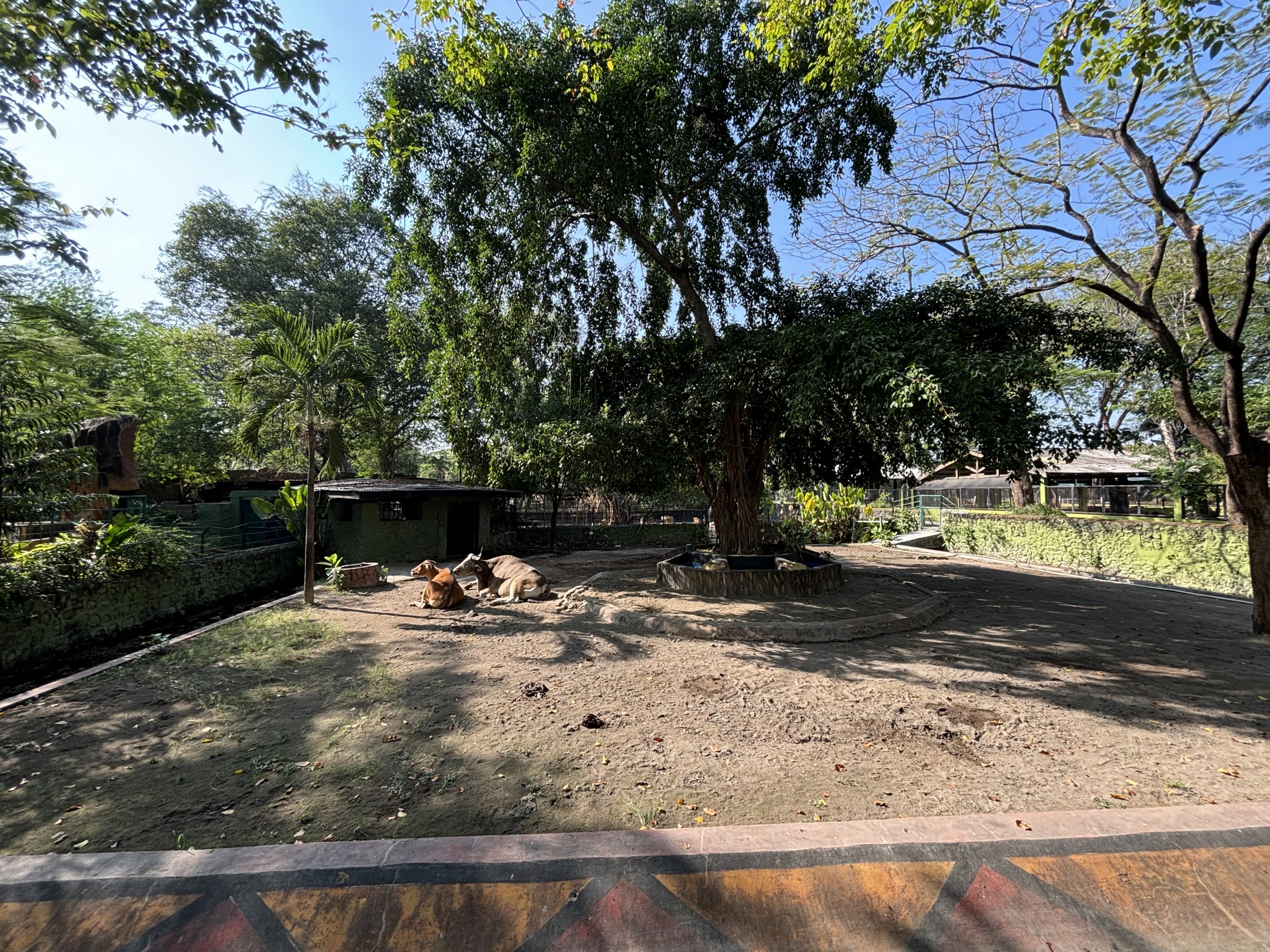 Banteng Exhibit