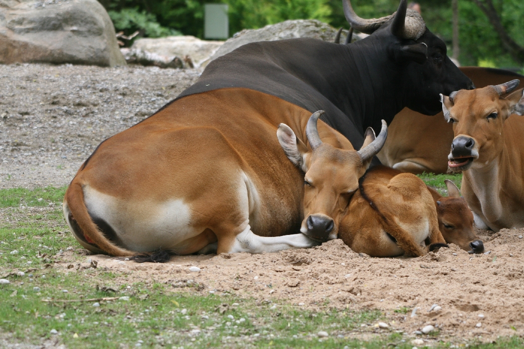 Banteng Family