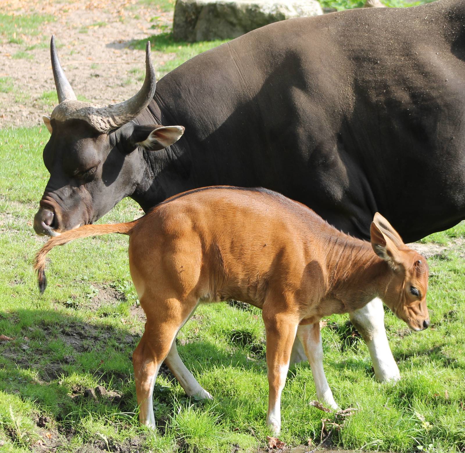 Banteng - father and child