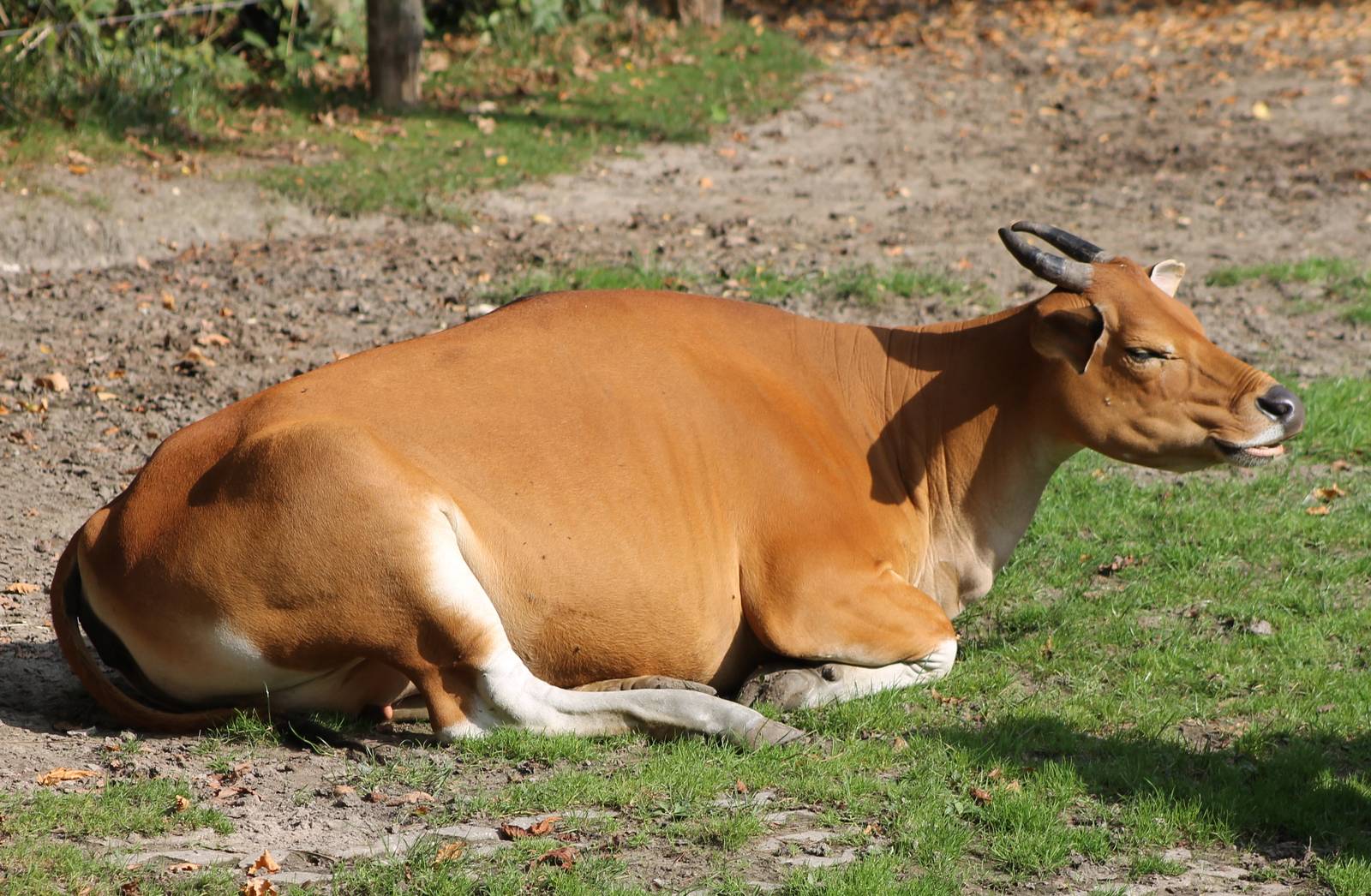 Banteng female