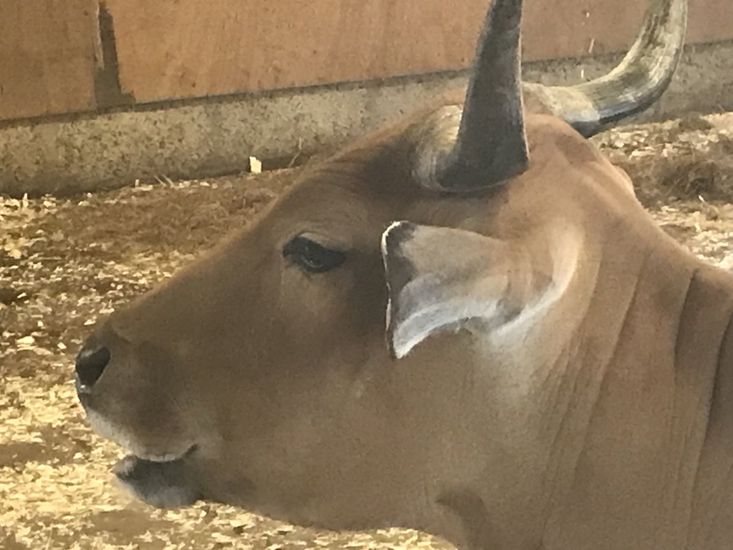 Banteng female