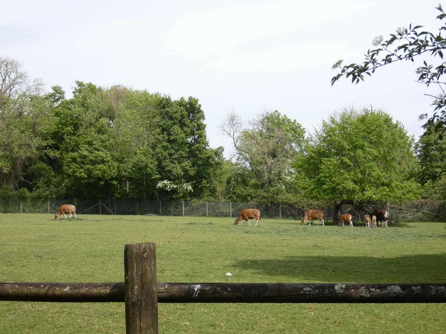 Banteng herd
