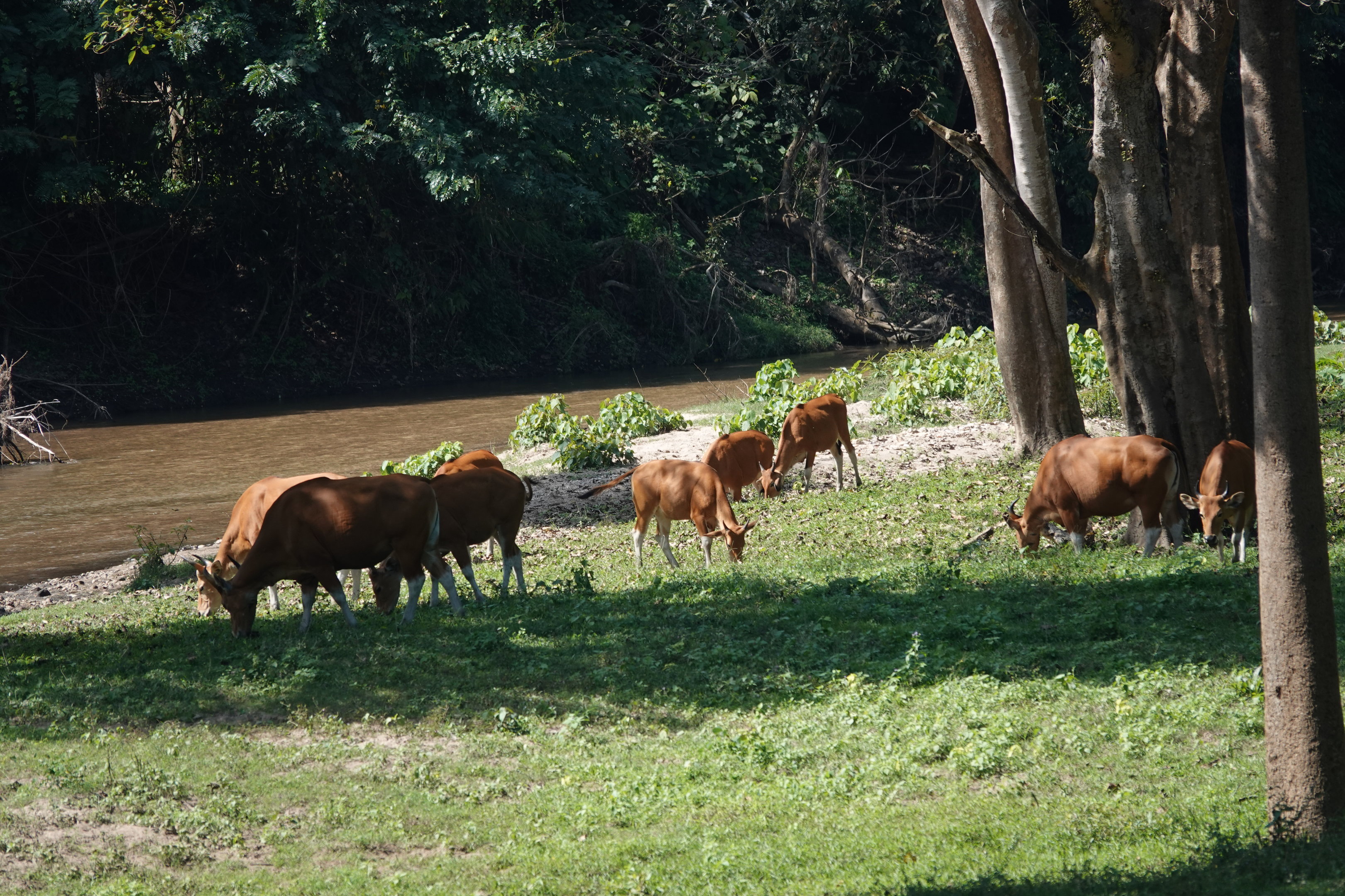 Banteng Herd