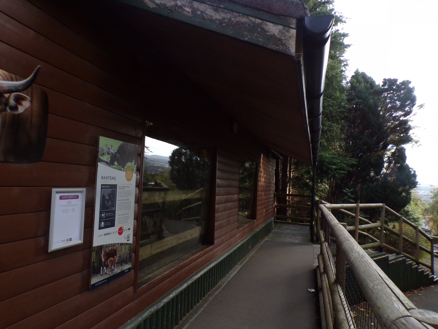 Banteng indoor viewing 16.9.24