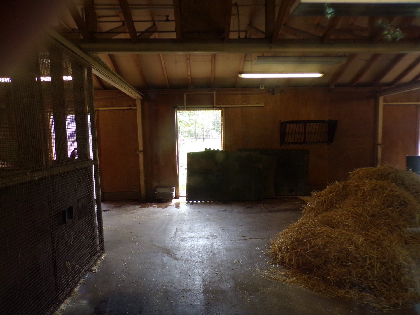 Banteng indoors 17.7.24