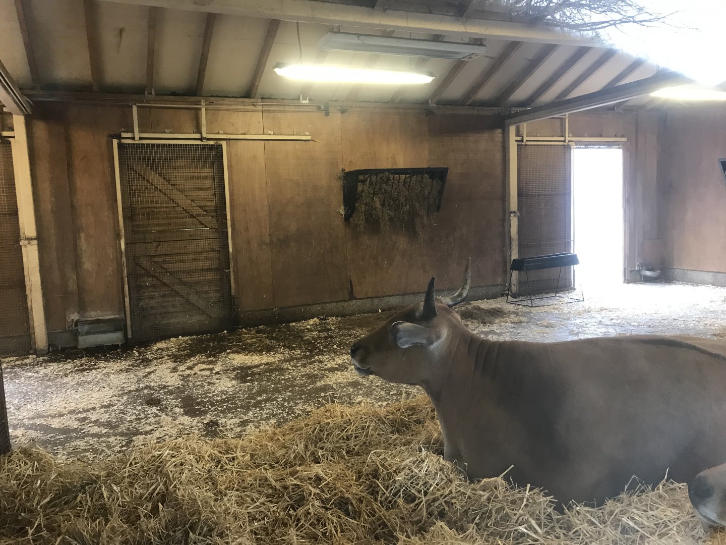 Banteng indoors