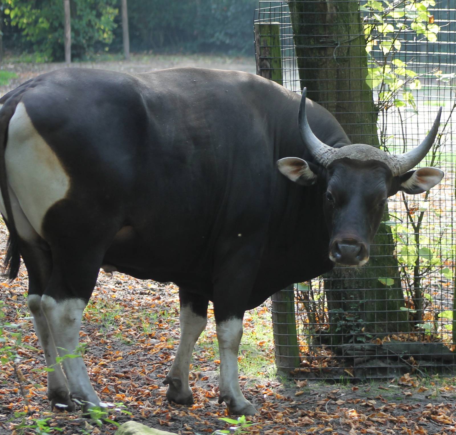 Banteng male