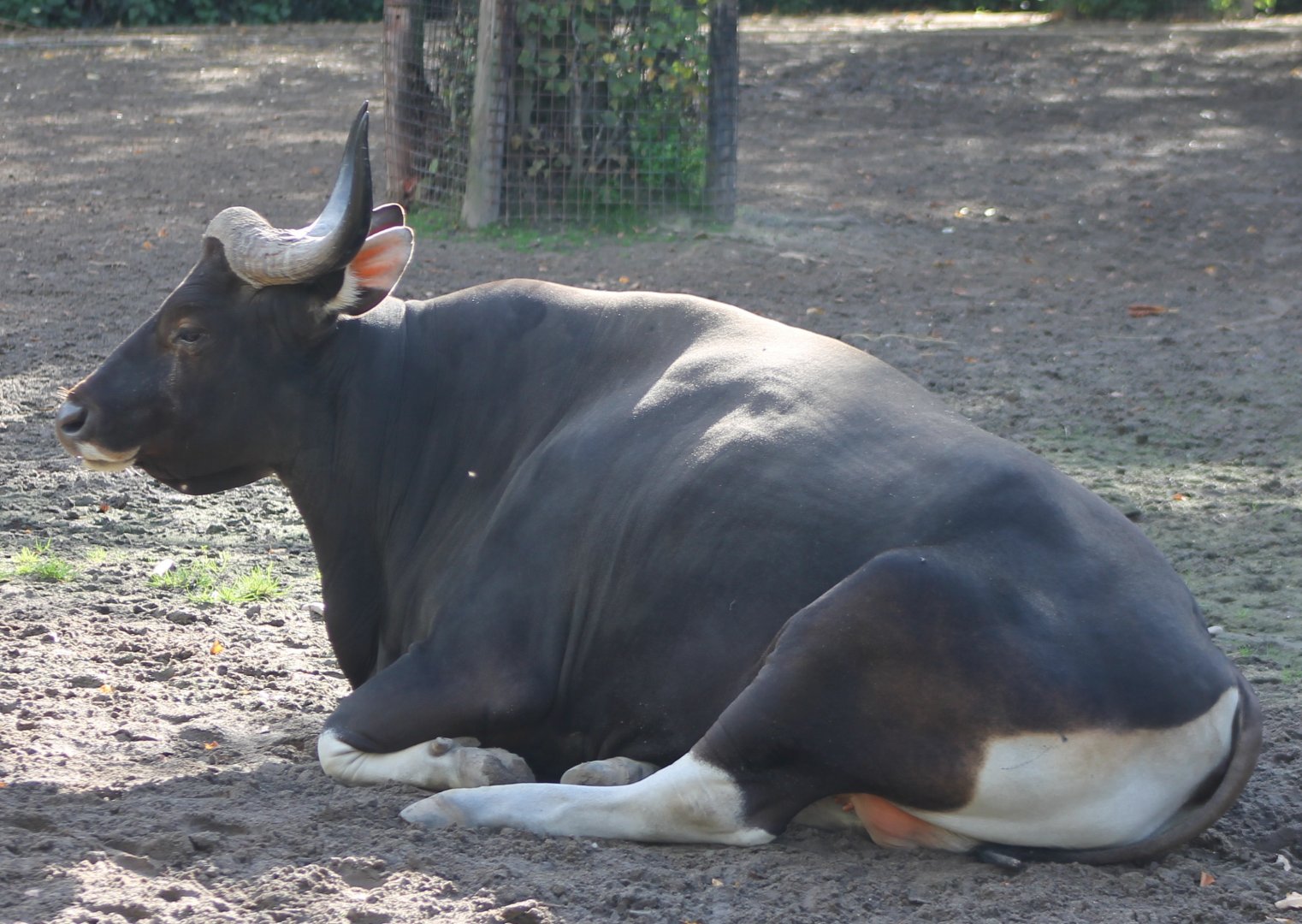 Banteng - male