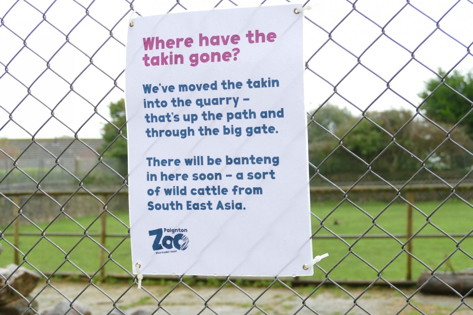 Banteng news, February 2020