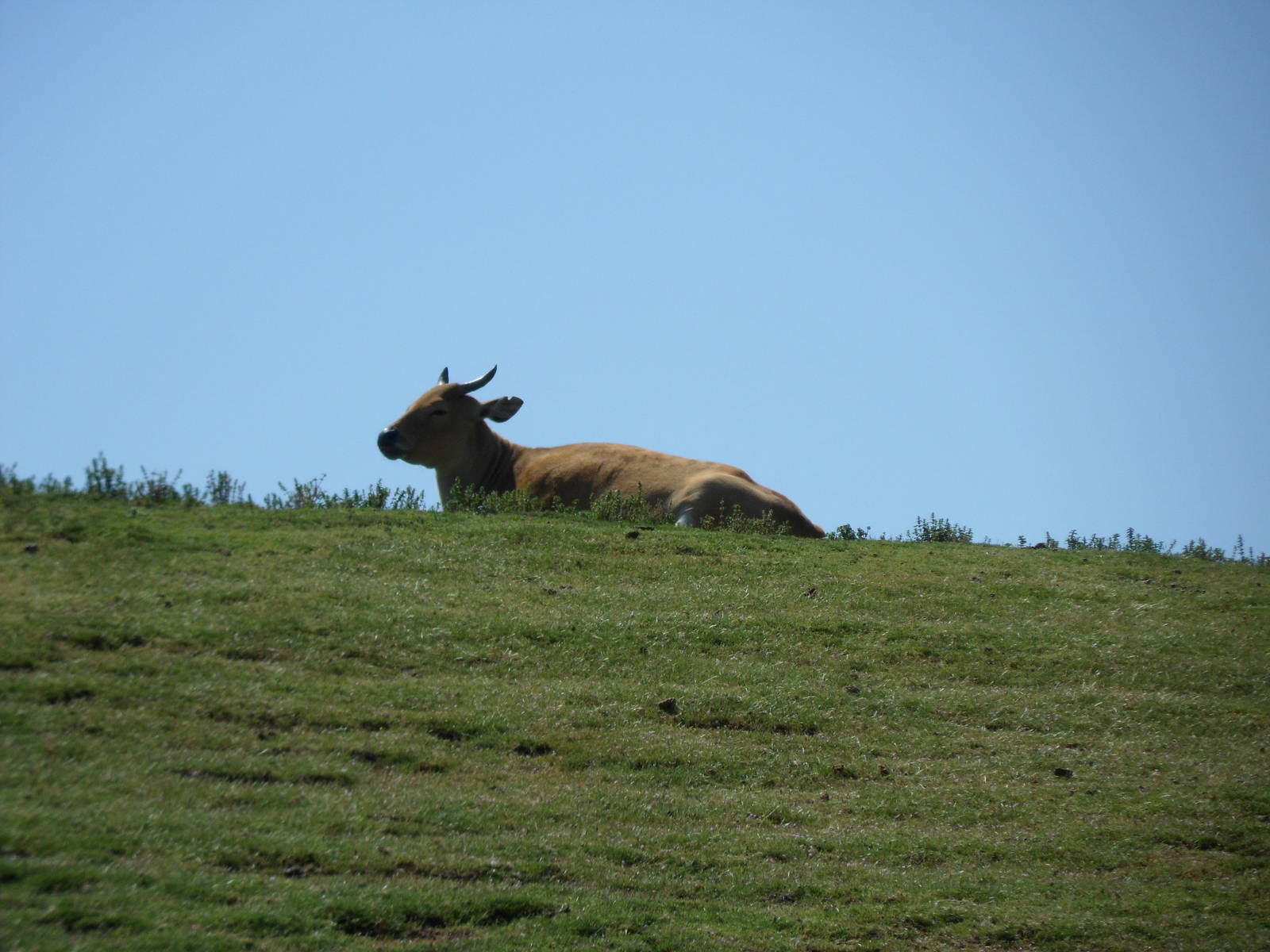 Banteng on a hilltop