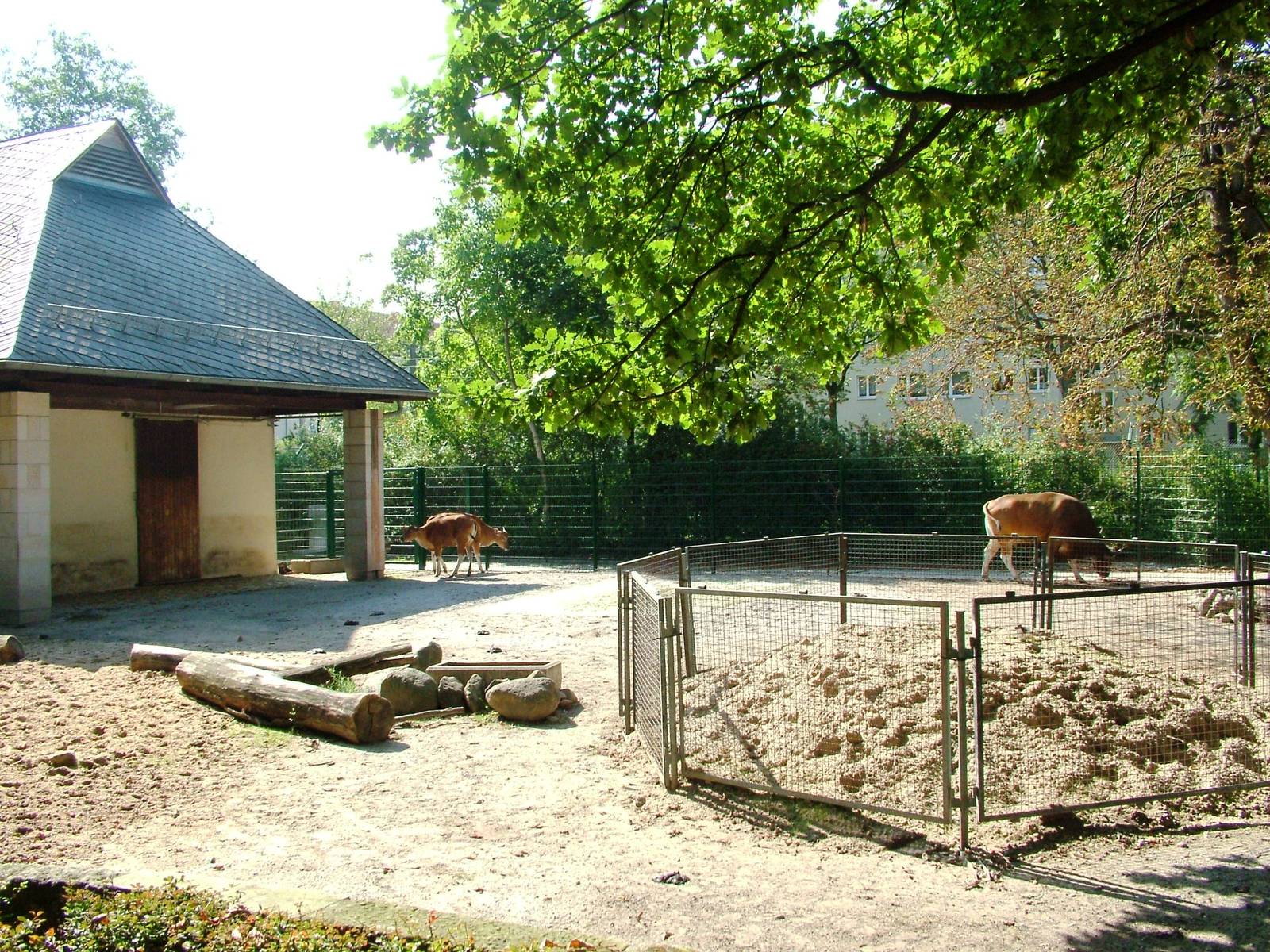 Banteng Paddock at Dresden, 29/08/12